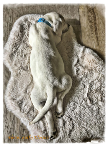 Sweet Lab puppy on a white faux fur rug