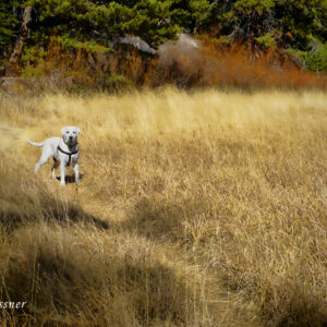 Labrador dog in tall yellow grass