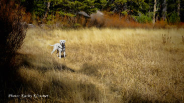 Labrador dog in tall yellow grass