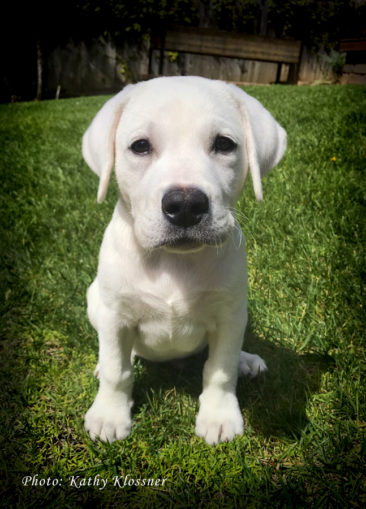 Sweet White Lab Puppy Saying Hello