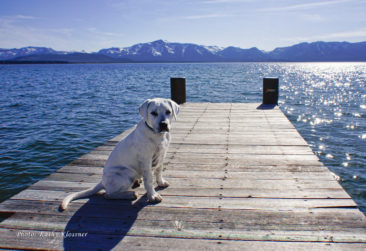 Lab puppy on a dock in Lake Tahoe