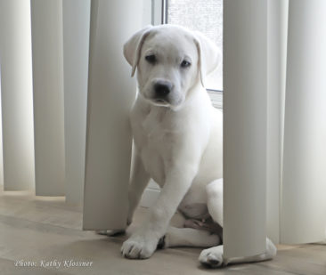 Cute White Labrador Puppy