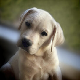 Cute White Labrador Puppy