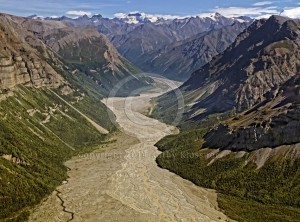 Peavine in Wrangell–St. Elias National Park