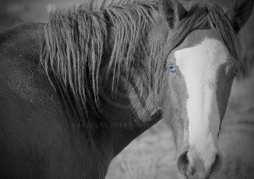 Wild Mustang mare with blue eyes