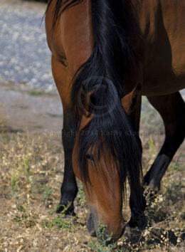 Wild Mustang Mare