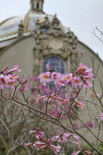 Balboa Park Building & Spring Flowers - San Diego