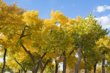 Fall Colors Arizona