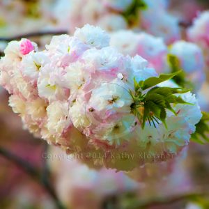 Kyoto Cherry Blossom