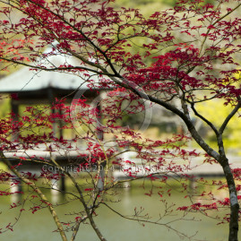 Japanese Garden Photo