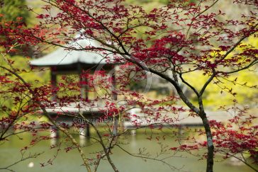 Japanese Garden Photo