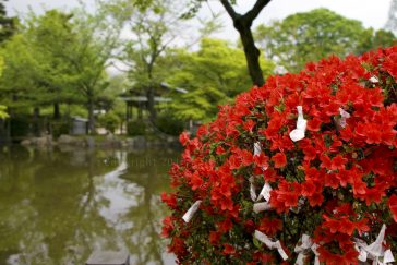 Japanese Garden Photo in Kyoto