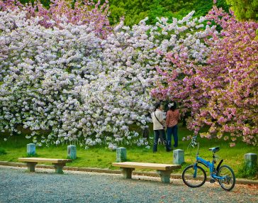 Kyoto Cherry Blossoms