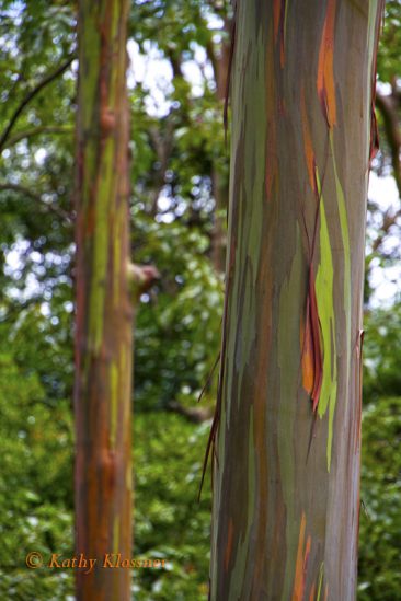 Rainbow eucalyptus forest Hawaii