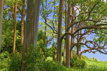 Rainbow eucalyptus forest Hawaii