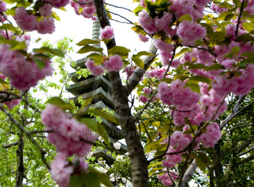 Cherry blossoms at Kyoto Temple