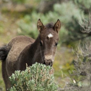 Cute Wild Mustang Foal