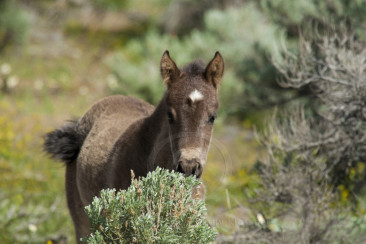 Cute Wild Mustang Foal