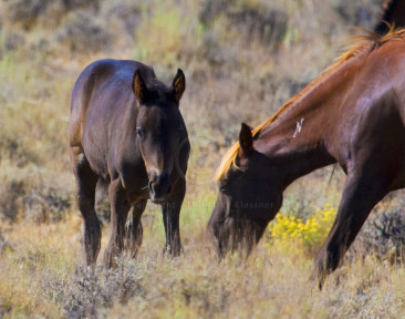 Wild Mustang Foal and Mare