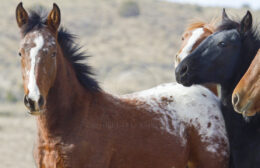 Wild Mustang yearlings