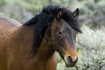 Wild Horse Photo