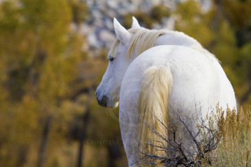 White Wild Mustang