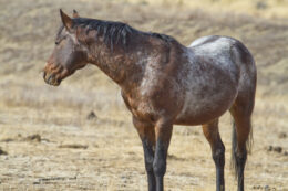 Wild Mustang Stallion
