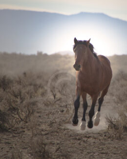 Wild Mustang Stallion