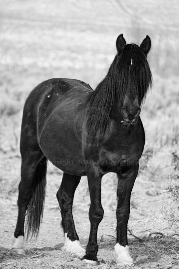 Black Wild Mustang Stallion
