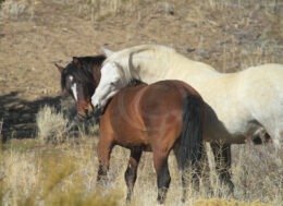Wild Mustang Horses