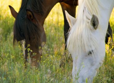 Wild Mustang Horses