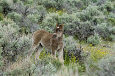 Wild Mustang Foal