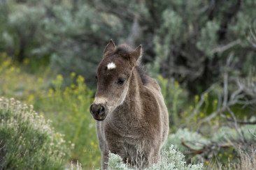 Wild Mustang Foal