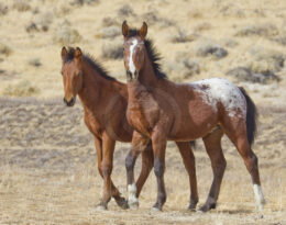 Wild Mustang Horses