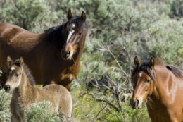 Wild Mustang Horses