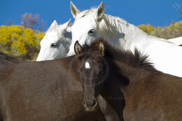 Wild Horses