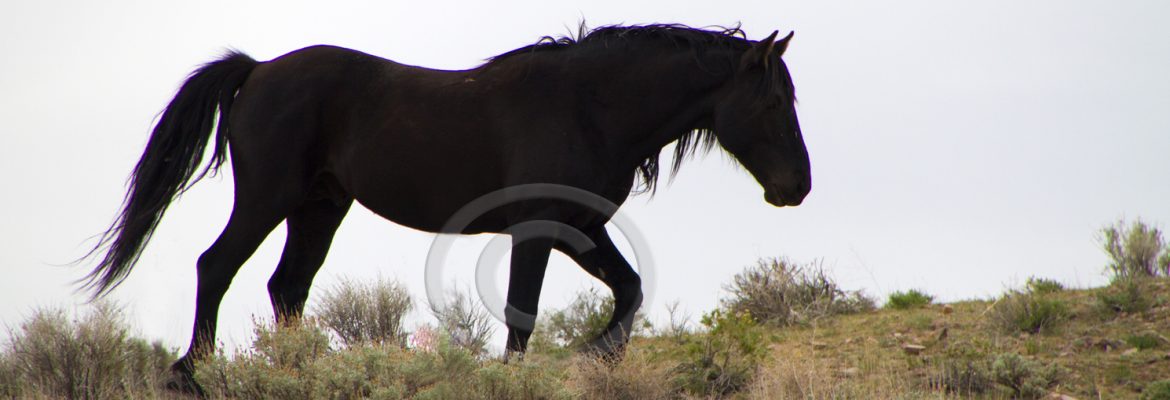 Wild Black Mustang