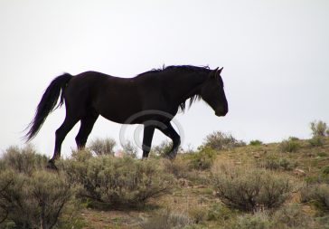 Wild Black Mustang