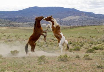 Wild Mustang Stallions