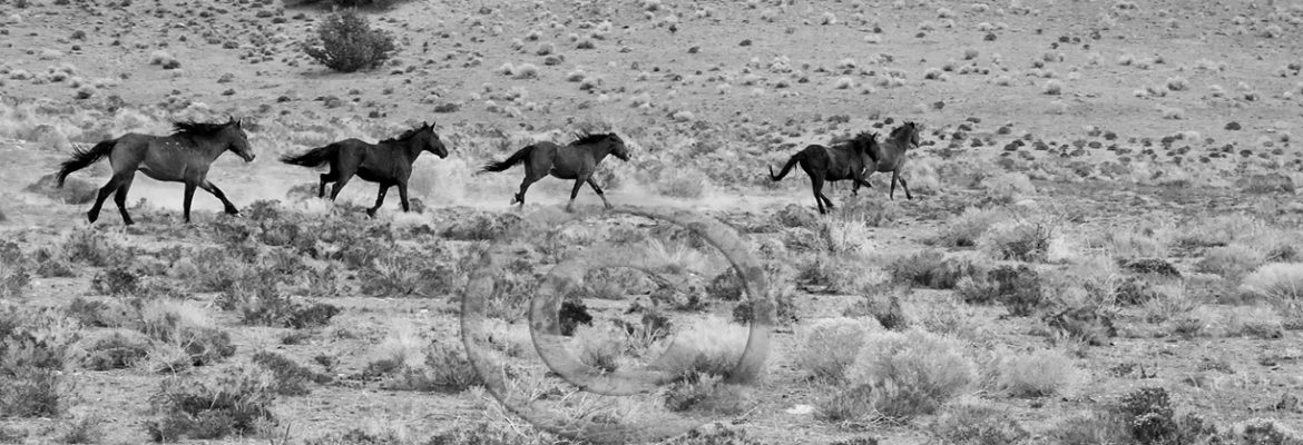 Wild Mustang Stallions Running