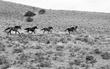 Wild Mustang Stallions Running