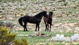 Wild Mustang Stallions