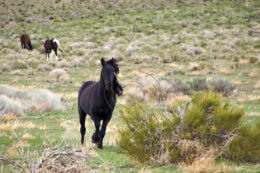 Wild Black Mustang