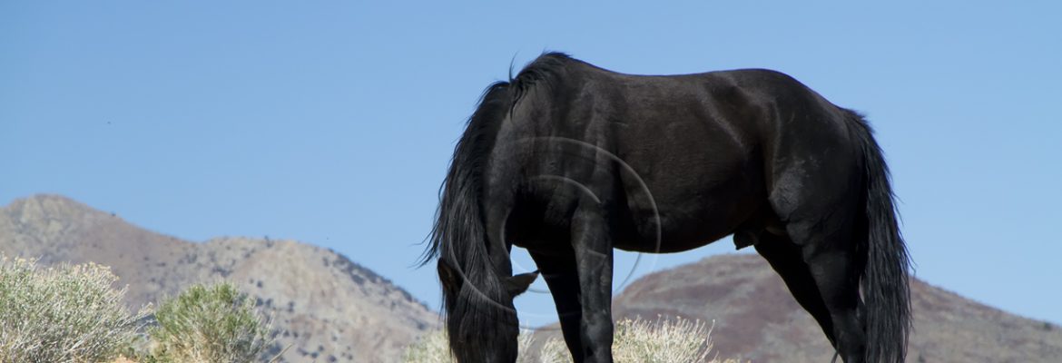 Wild Mustang Nevada