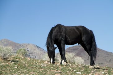 Wild Mustang Nevada