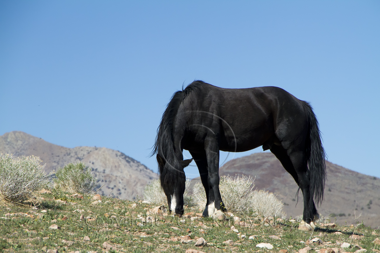 Wild Black Stallion Horse | Wallpapers Galery