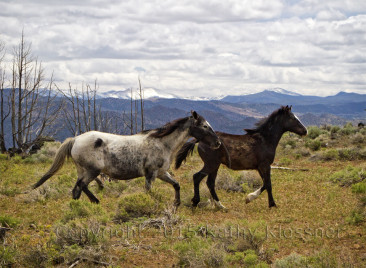 Wild Mustangs