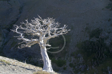 Silver Tree Glacier Park Montana