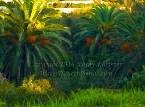 California Palms