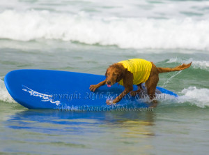 Surf Dog - Riding the Rail